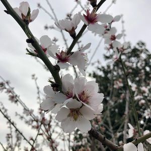 Meet your Posher, Euphrasie